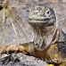 iguana_land_spz_h_0108_ecu1807.jpg